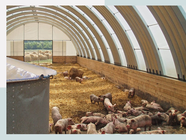 Строительство свинарников в Домодедове